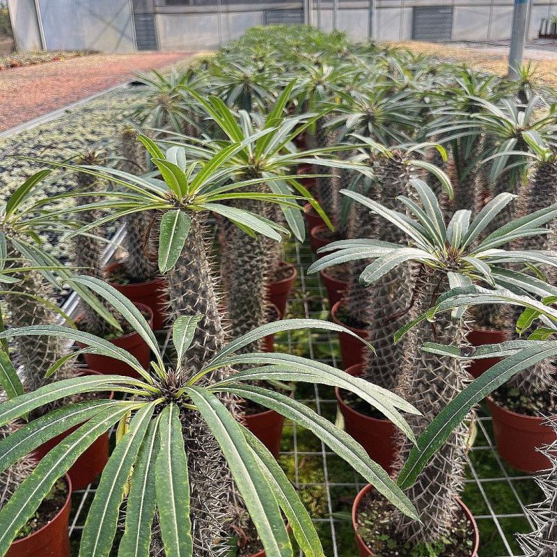 非洲霸王树植物仙人掌类群生造景大型绿植多肉盆栽阳台庭院