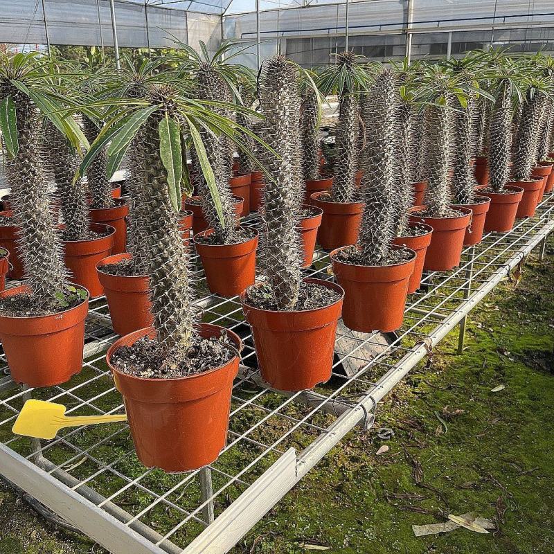 非洲霸王树植物仙人掌类群生造景大型绿植多肉盆栽阳台庭院