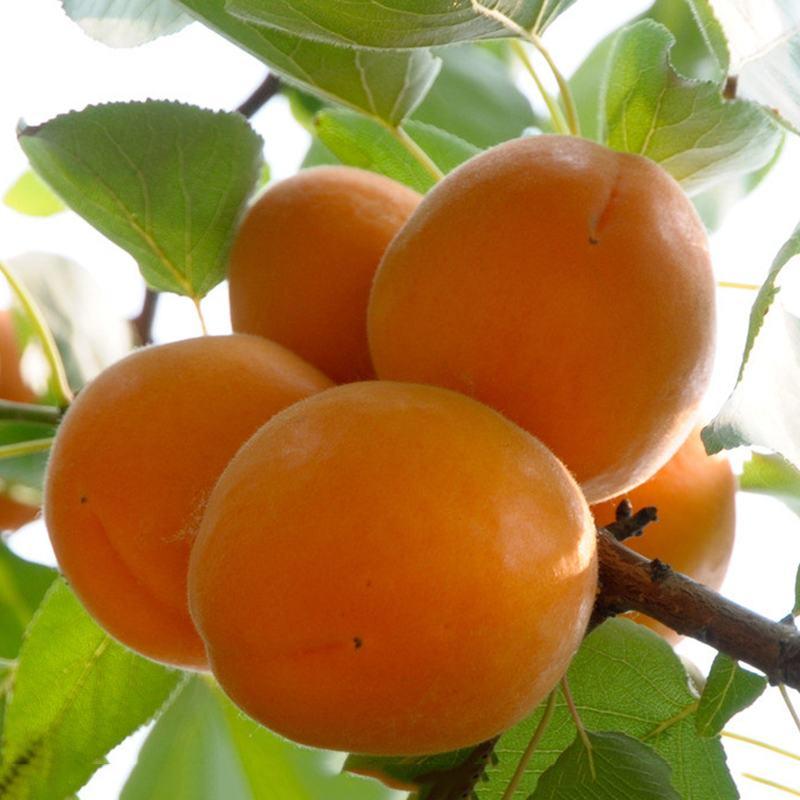 金太阳杏子苗保品种成活率高基地直发现挖现发