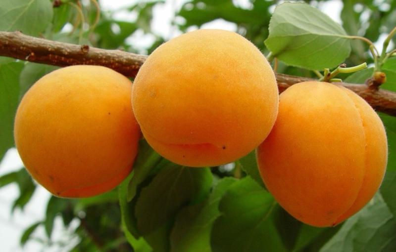 金太阳杏子苗保品种成活率高基地直发现挖现发