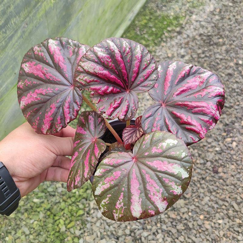 糖果秋海棠热带观叶网红好养书房趣味绿植物新奇阳台盆栽