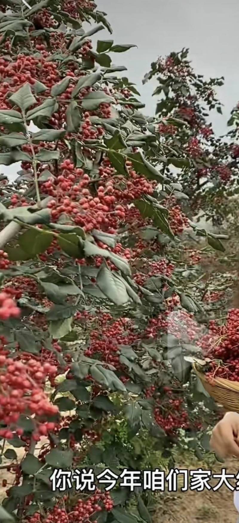 大量花椒上市，家人么有需要，