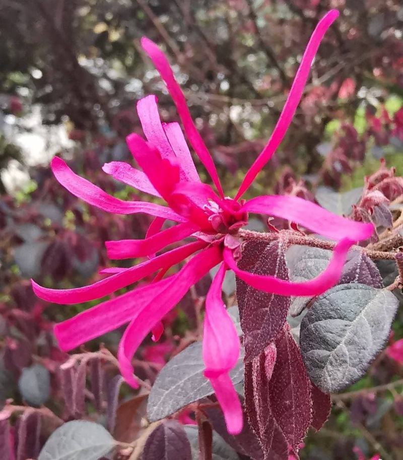 新采红花檵木种子红桎木树苗红花继木种子红花继木林木种