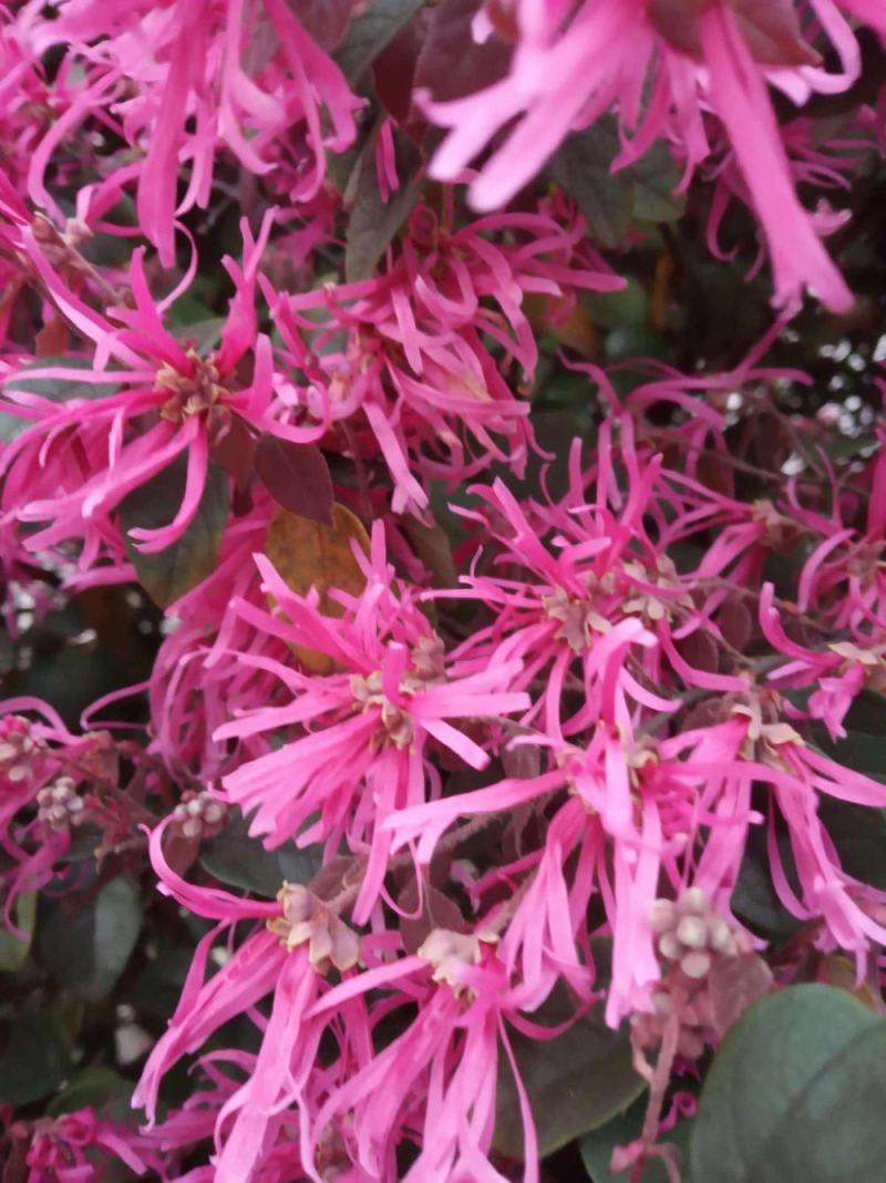 新采红花檵木种子红桎木树苗红花继木种子红花继木林木种