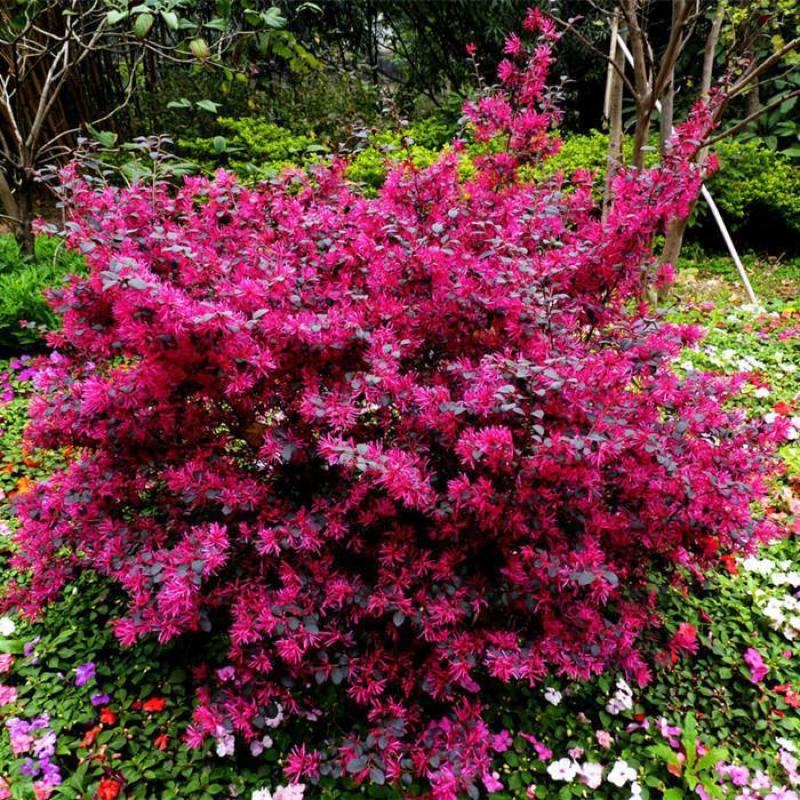 新采红花檵木种子红桎木树苗红花继木种子红花继木林木种