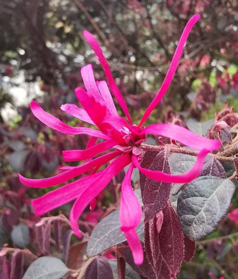 新采红花檵木种子红桎木树苗红花继木种子红花继木林木种