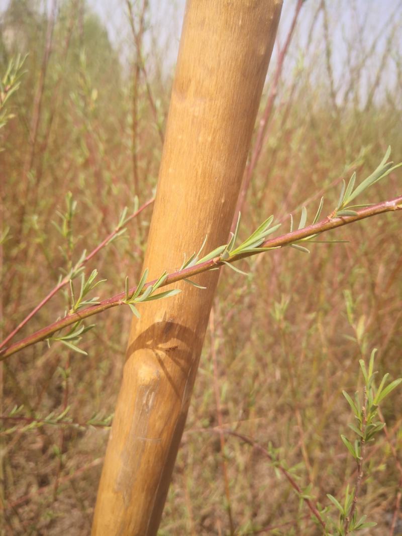沙柳防风固沙甘肃沙柳树苗种植基地常年大量出售