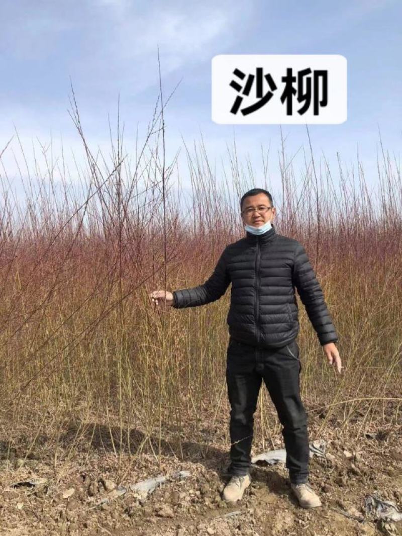 沙柳防风固沙甘肃沙柳树苗种植基地常年大量出售