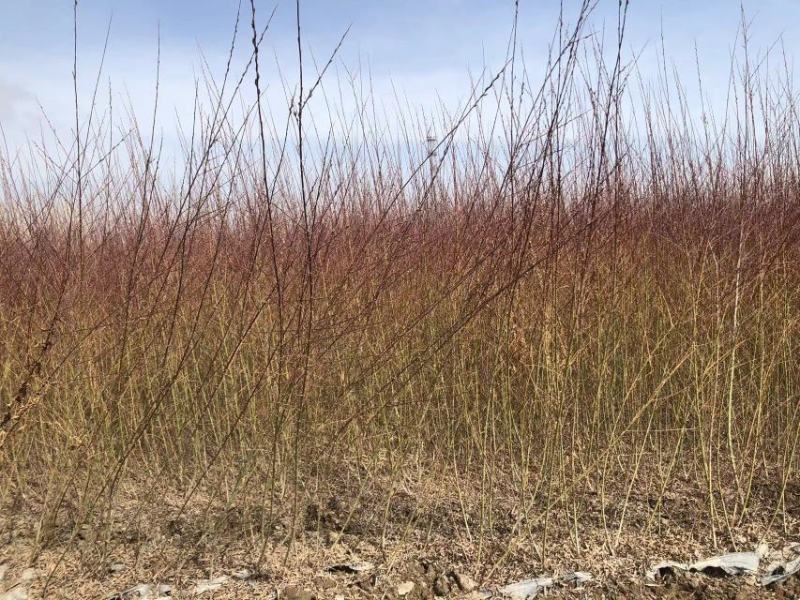 沙柳防风固沙甘肃沙柳树苗种植基地常年大量出售