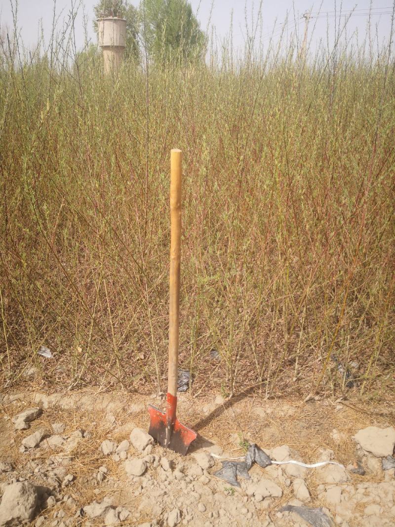 沙柳防风固沙甘肃沙柳树苗种植基地常年大量出售