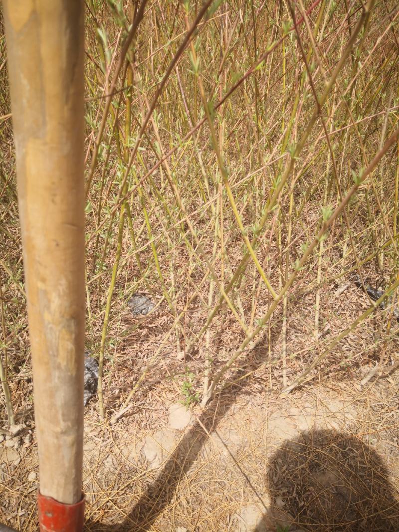 沙柳防风固沙甘肃沙柳树苗种植基地常年大量出售
