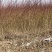 沙柳防风固沙甘肃沙柳树苗种植基地常年大量出售