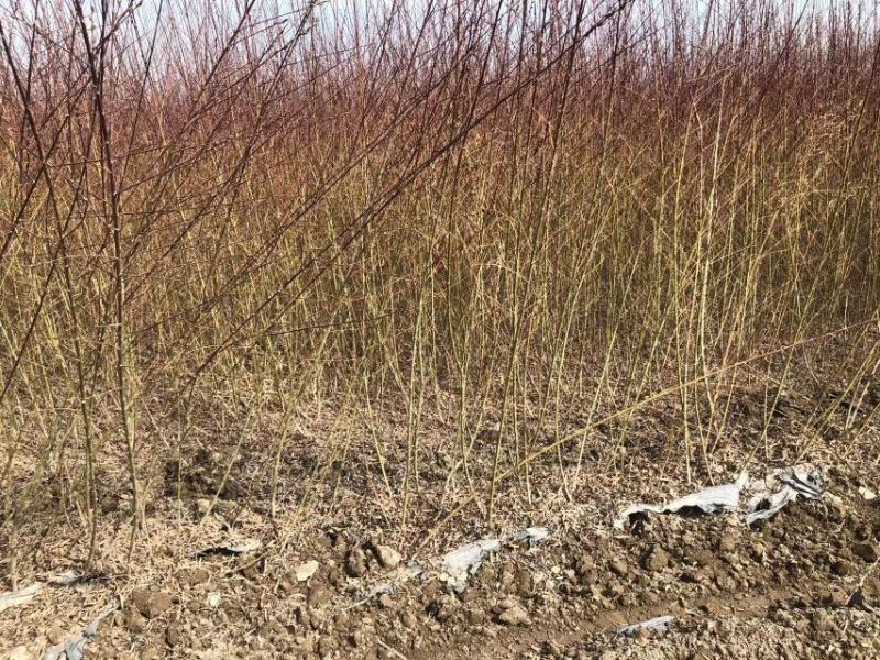 沙柳防风固沙甘肃沙柳树苗种植基地常年大量出售