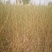 沙柳防风固沙甘肃沙柳树苗种植基地常年大量出售