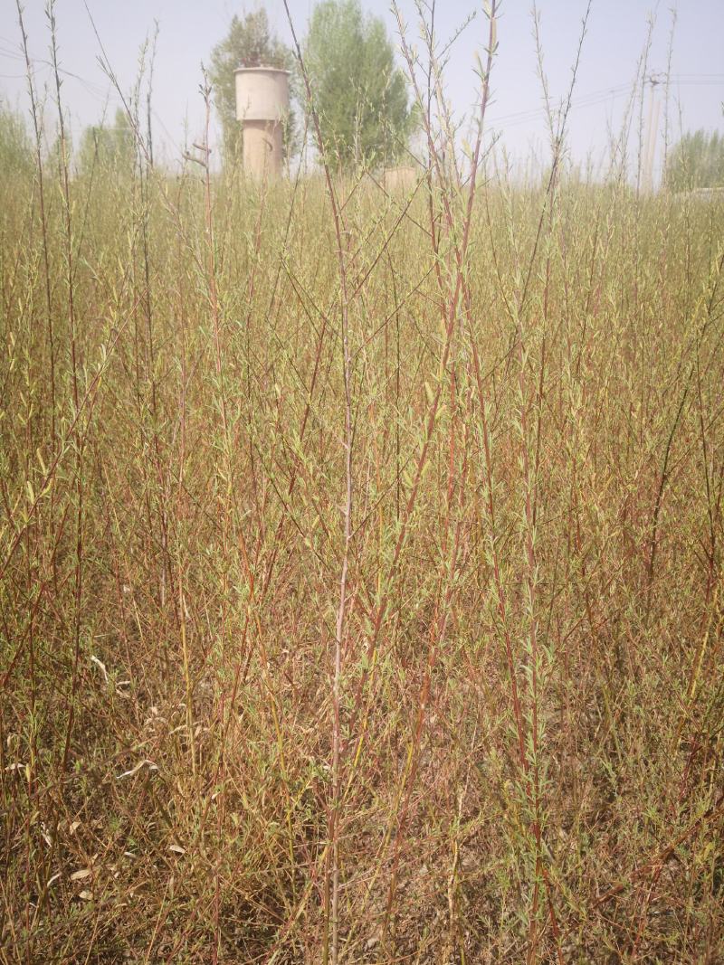 沙柳防风固沙甘肃沙柳树苗种植基地常年大量出售