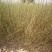 沙柳防风固沙甘肃沙柳树苗种植基地常年大量出售