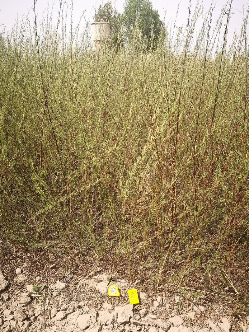 沙柳防风固沙甘肃沙柳树苗种植基地常年大量出售