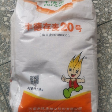 存麦20高产小麦种子直供矮秆大穗抗病抗倒耐冻耐旱耐盐碱