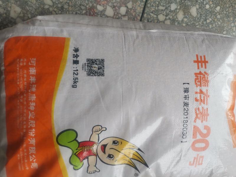 存麦20高产小麦种子直供矮秆大穗抗病抗倒耐冻耐旱耐盐碱