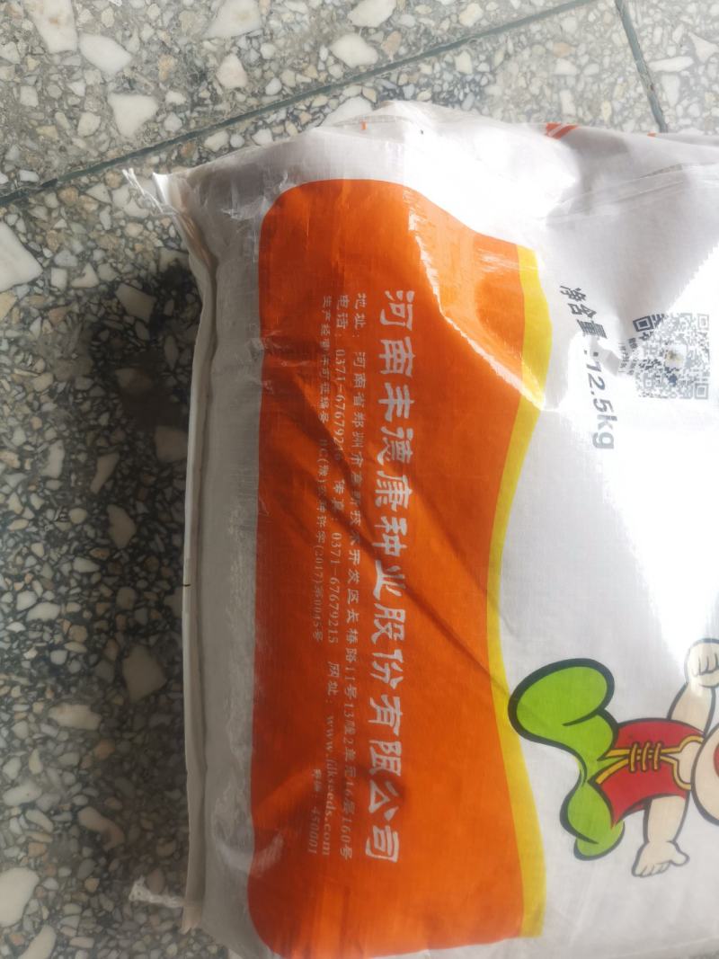 存麦20高产小麦种子直供矮秆大穗抗病抗倒耐冻耐旱耐盐碱