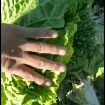 黄心大白菜个个满心，五斤起步