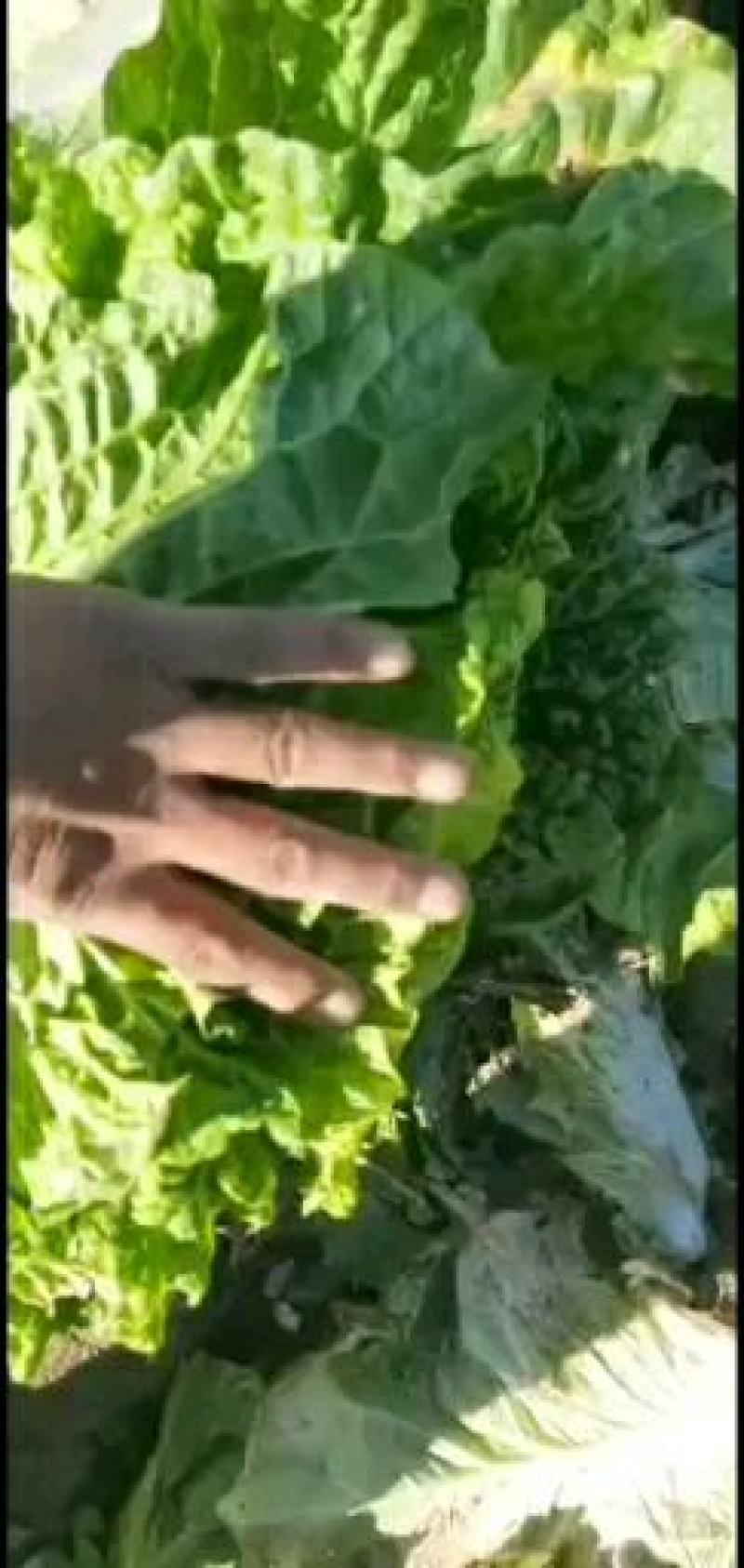 黄心大白菜个个满心，五斤起步