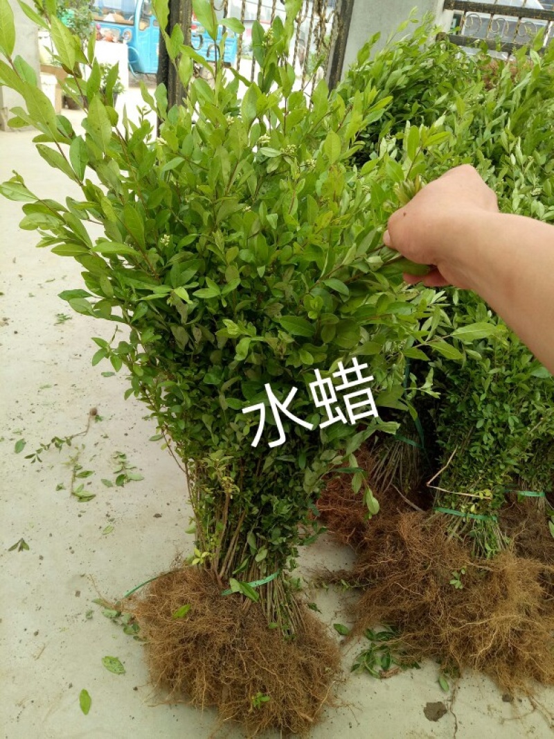 水蜡苗东北水蜡工程绿化苗耐寒耐旱好养绿篱围墙苗