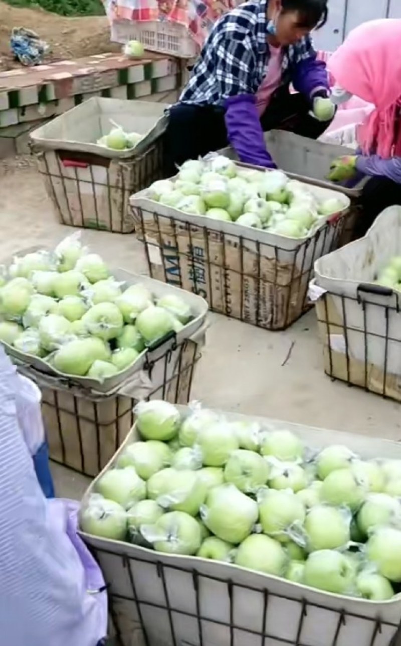 山东金帅苹果大量供应，脆甜多汁，对接各大市场，电商，电超