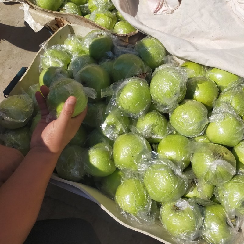山东金帅苹果大量供应，脆甜多汁，对接各大市场，电商，电超