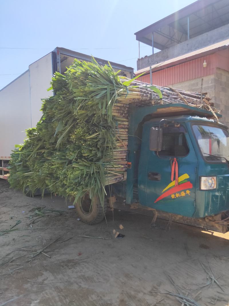 黑皮甘蔗！上市啦！广西崇左市甘蔗大量上市。