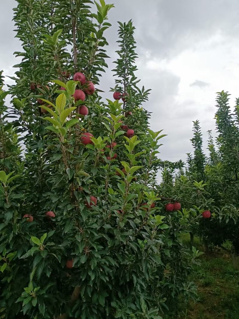 会宁县高原苹果，花牛，黄元帅，富士。颜色全红，条红，偏红