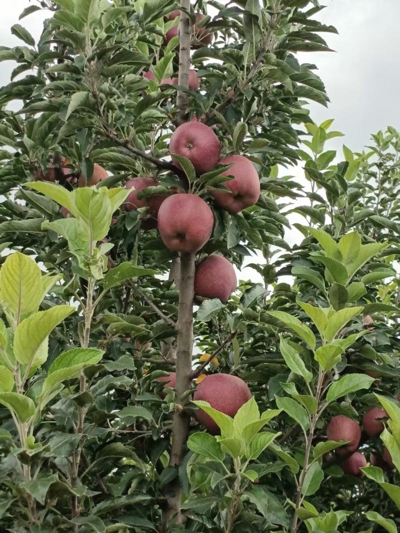 会宁县高原苹果，花牛，黄元帅，富士。颜色全红，条红，偏红