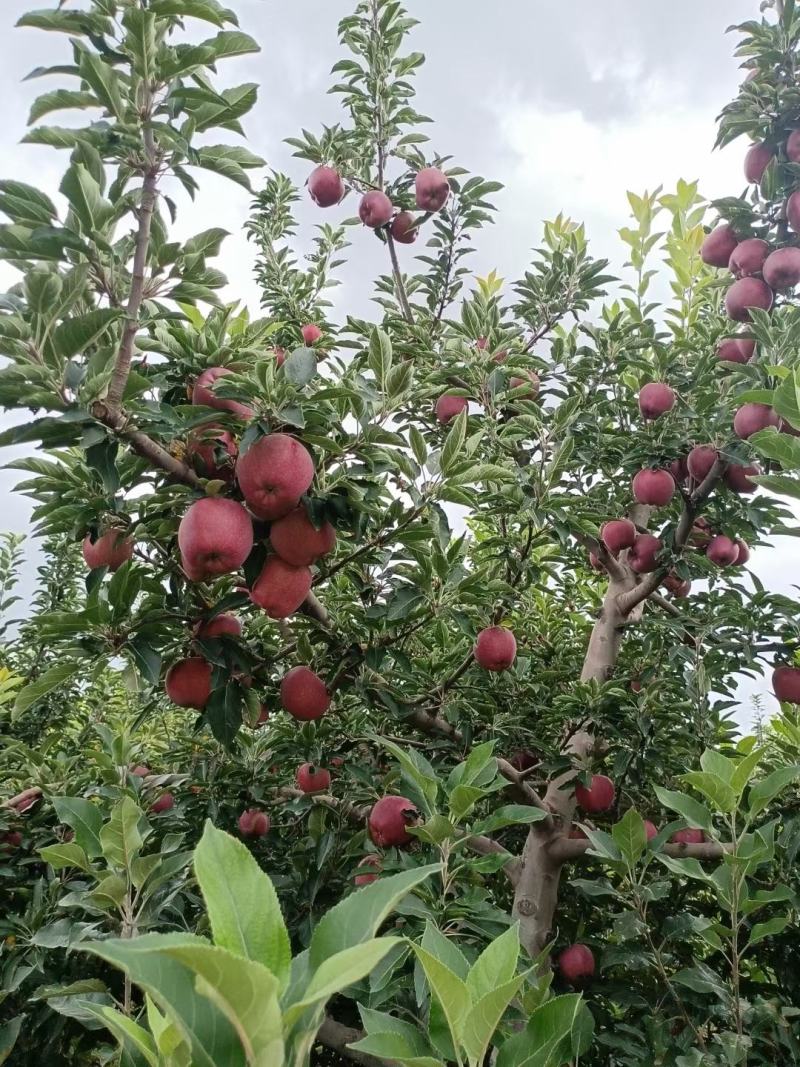 会宁县高原苹果，花牛，黄元帅，富士。颜色全红，条红，偏红