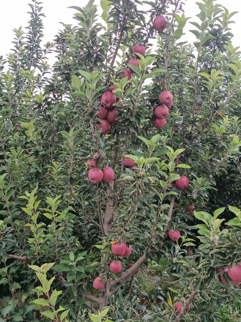 会宁县高原苹果，花牛，黄元帅，富士。颜色全红，条红，偏红