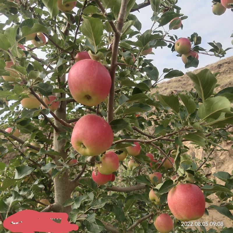 会宁县高原苹果，花牛，黄元帅，富士。颜色全红，条红，偏红