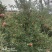 会宁县高原苹果，花牛，黄元帅，富士。颜色全红，条红，偏红