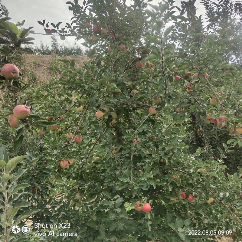 会宁县高原苹果，花牛，黄元帅，富士。颜色全红，条红，偏红