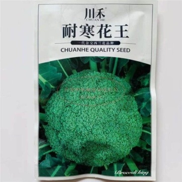 川禾耐寒花西兰花种子，2000粒，耐寒低温花球不发紫
