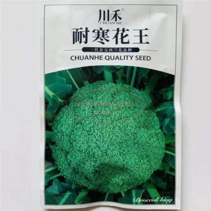 川禾耐寒花西兰花种子，2000粒，耐寒低温花球不发紫