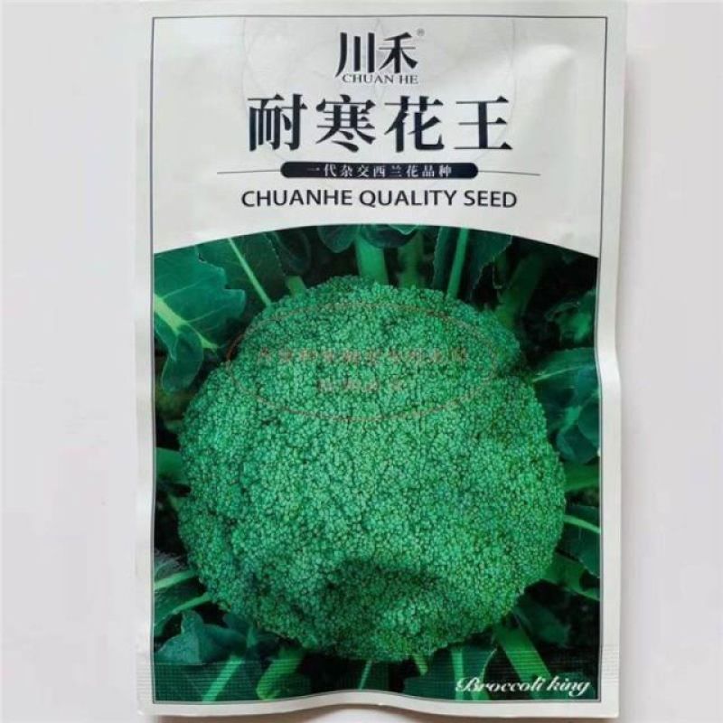 川禾耐寒花西兰花种子，2000粒，耐寒低温花球不发紫