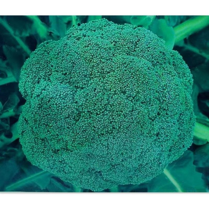 川禾耐寒花西兰花种子，2000粒，耐寒低温花球不发紫