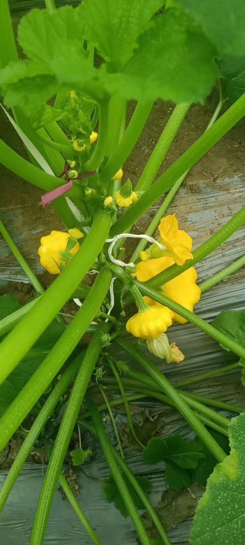 飞碟香南瓜，直接打电话，平台无法聊天