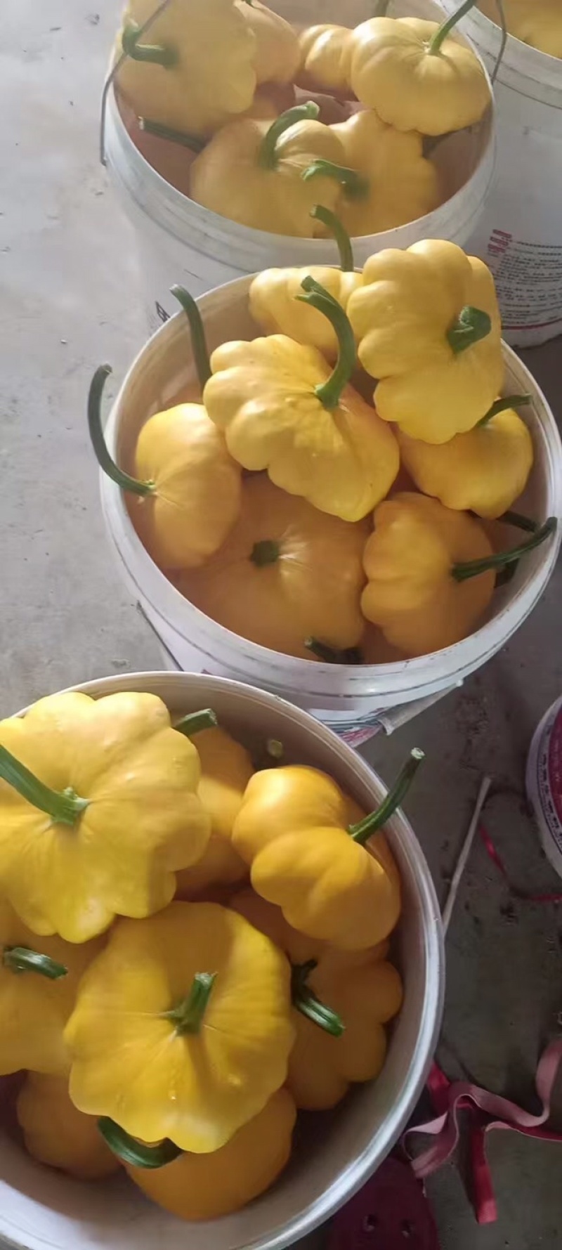 飞碟香南瓜，直接打电话，平台无法聊天