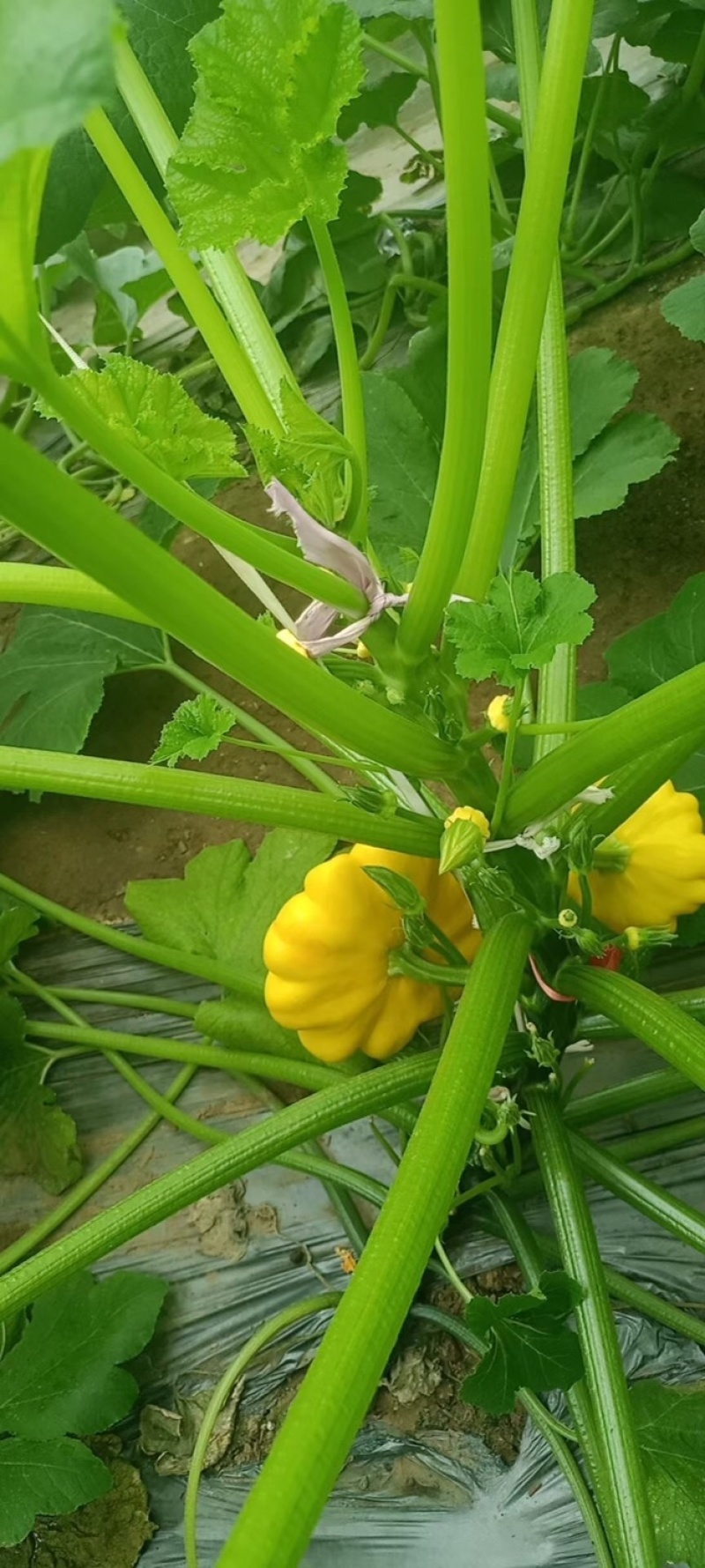 飞碟香南瓜，直接打电话，平台无法聊天