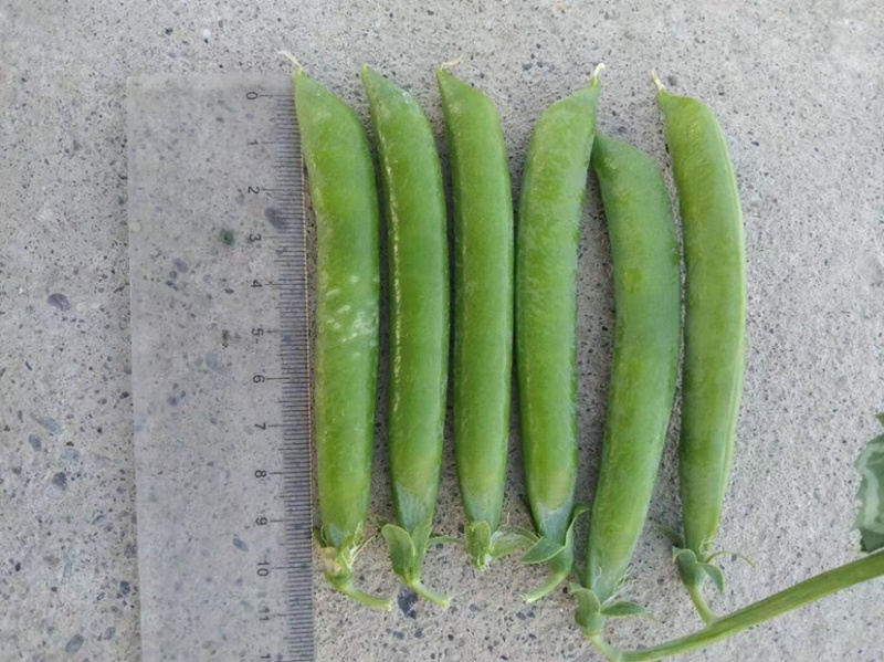 双十一豌豆种双花双角十一豆高产优质皮薄色绿豌豆