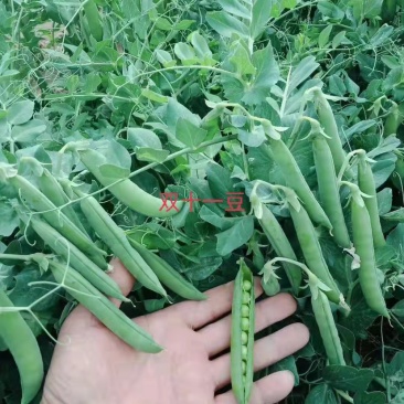 双十一豌豆种双花双角十一豆高产优质皮薄色绿豌豆