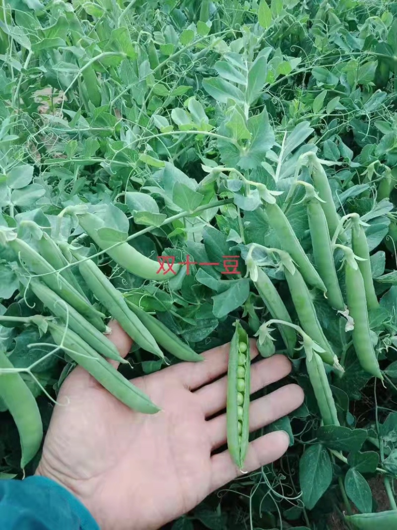 双十一豌豆种双花双角十一豆高产优质皮薄色绿豌豆