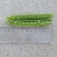 双十一豌豆种双花双角十一豆高产优质皮薄色绿豌豆