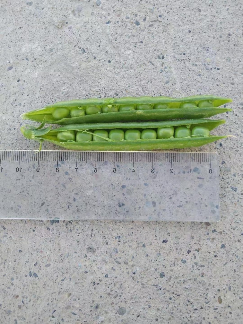 双十一豌豆种双花双角十一豆高产优质皮薄色绿豌豆