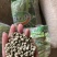 双十一豌豆种双花双角十一豆高产优质皮薄色绿豌豆